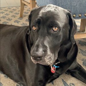 Meet your Posher, Ben